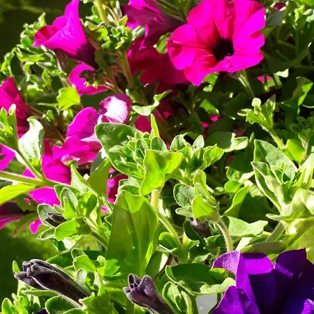 Haus Millauer Apartament